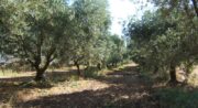 Moulin à huile d'olive et Domaine Oliversion