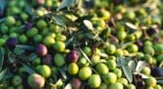 Les olives de La Bastide du Laval