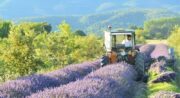 La Provence en bouteille