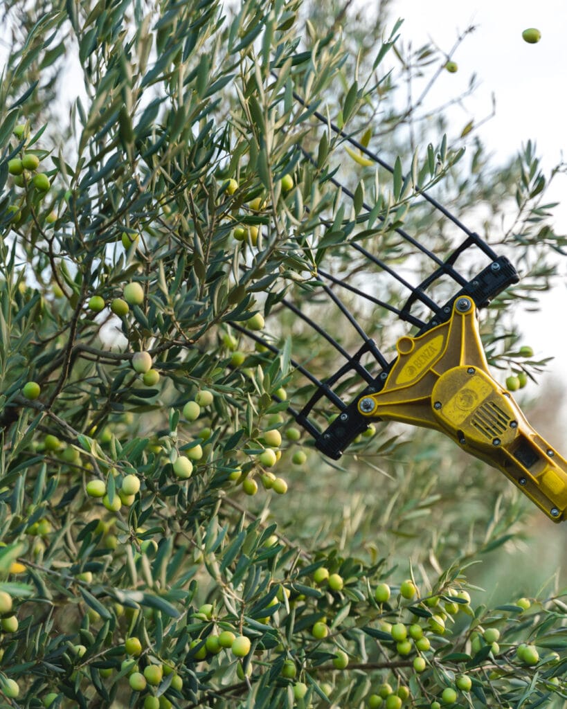 recolte des olives en Provence