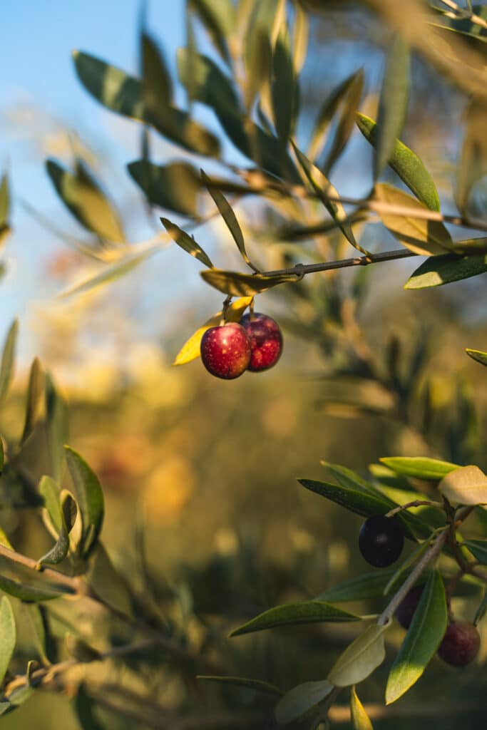 Olives du Luberon