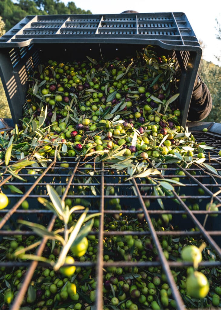 recolte des olives en Provence