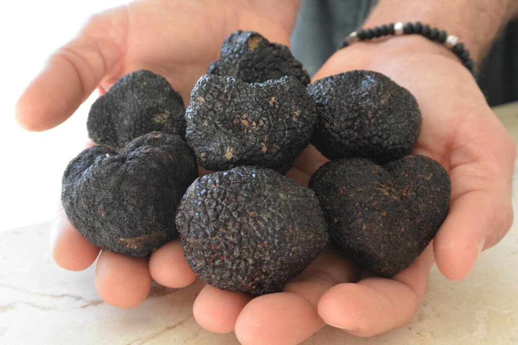 truffes noires luberon
