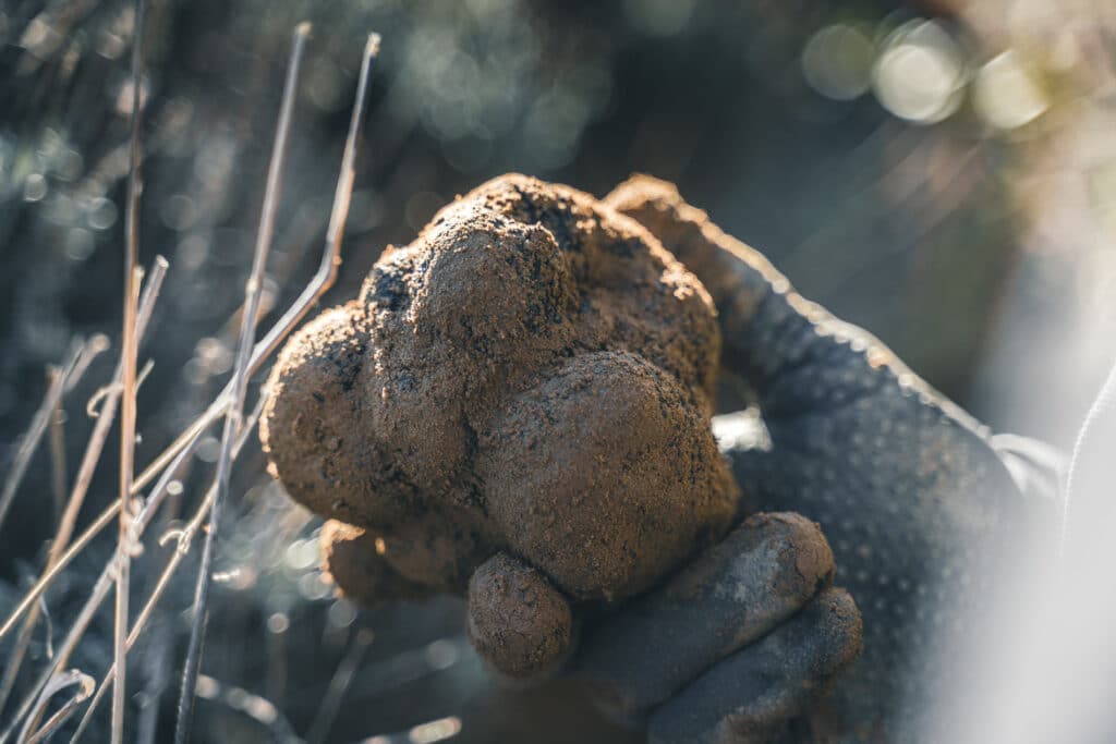 truffe noire provence