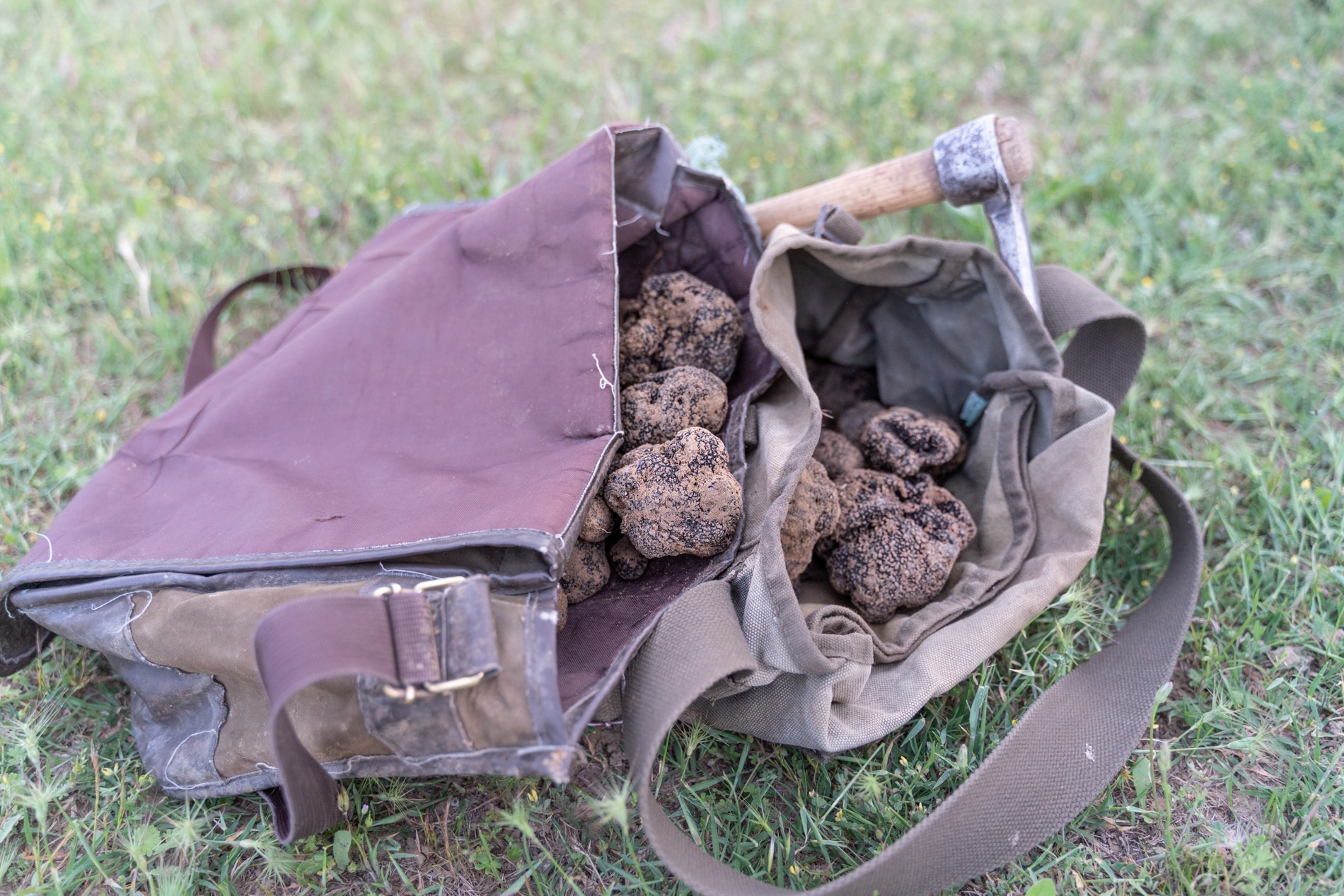 Découvrez l’un des joyaux de Provence : la truffe !
