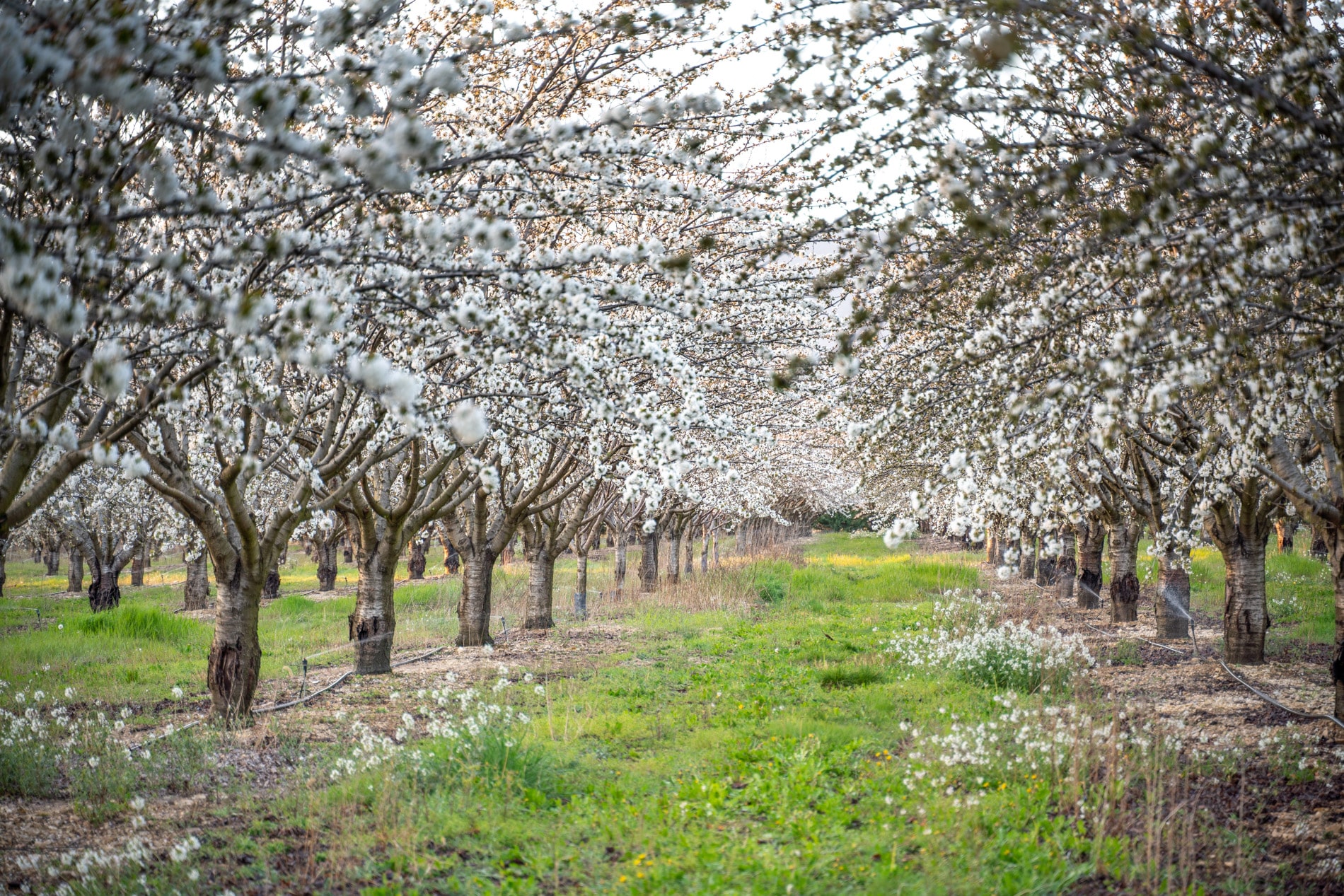 Les cerisiers en fleurs dans le village de Sannes