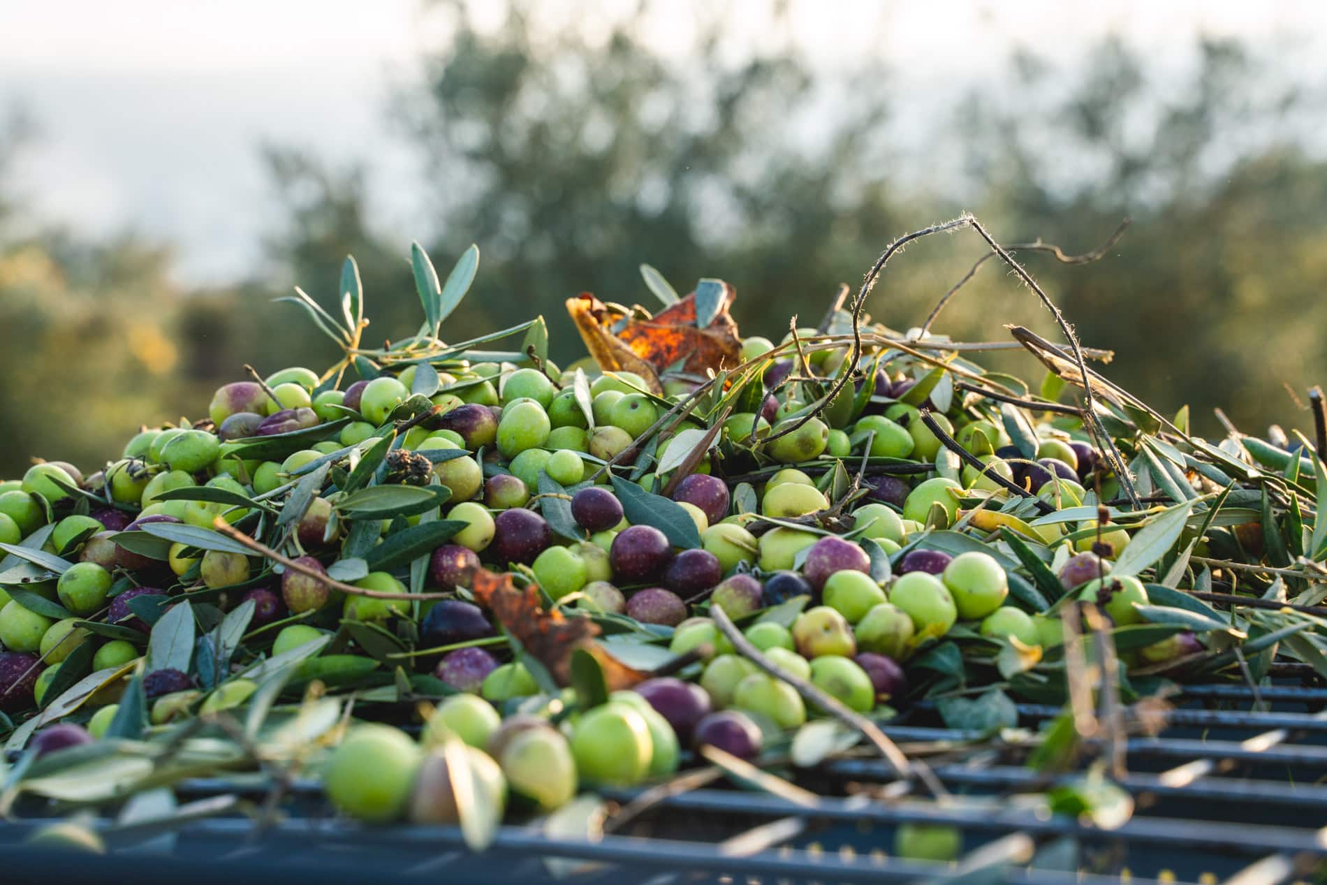 Production d'huile d'olive en Provence