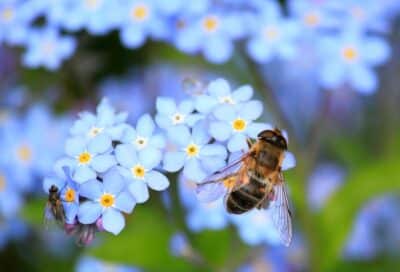 Journée de l’abeille et de la nature