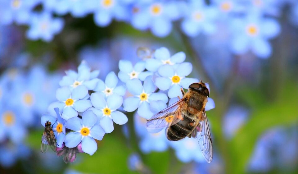 Journée de l'abeille et de la nature