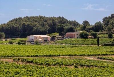 Portes Ouvertes du Domaine viticole Le Collet Vert à Pertuis