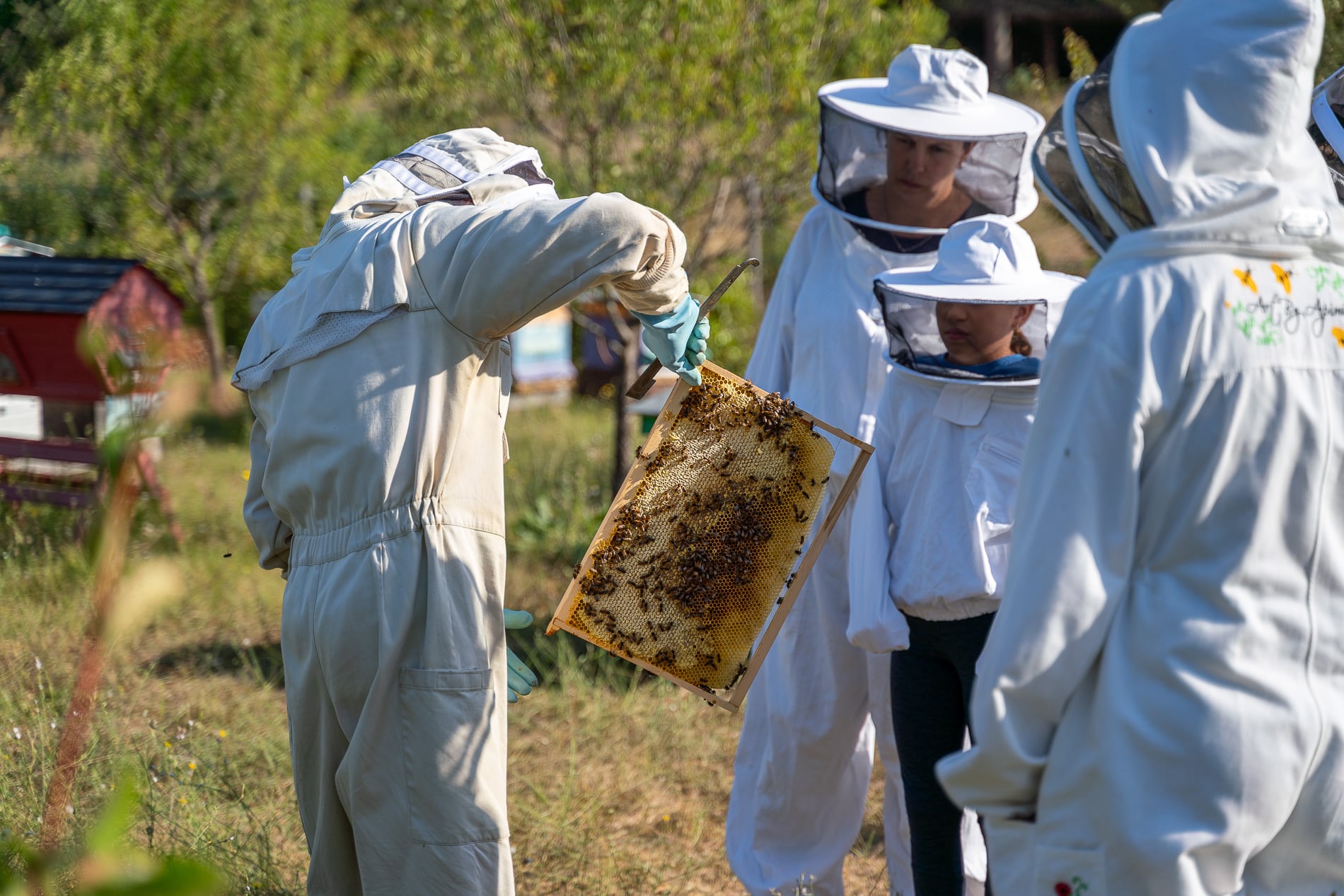 Visite commentée d'un rucher à la découverte du monde des abeilles et du miel