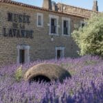 🌿Découvrez les secrets de la lavande de Provence au Musée de la Lavande Luberon !

Vous êtes curieux de savoir ce qu’est la lavande de Provence, où elle pousse, comment la reconnaître, et surtout, quand elle est en fleur ? Venez trouver toutes les réponses au Musée de la Lavande Luberon ! Fondé en 1991 par la famille Lincelé, ce lieu authentique vous invite à explorer les multiples charmes de cette fleur emblématique.

🌸 Au Programme :

25 points d’explication enrichissants, disponibles à travers des audioguides, des films captivants et une exposition extraordinaire de près de 350 pièces de collection.

Des échanges dynamiques avec nos guides passionnés qui partageront avec vous l’histoire fascinante et les méthodes culturales de la lavande, notamment dans les montagnes sèches provençales.

👨‍👩‍👧‍👦 Pour toute la famille : une visite adaptée à tous les âges, offrant une escapade agréablement parfumée qui célèbre la lavande fine avec passion.

🛍️ Et avant de partir : ne manquez pas de visiter notre boutique, Le Château du Bois. Testez des recettes cosmétiques uniques, élaborées à partir de plantes bio. Laissez-vous envoûter par notre collection de parfums, de véritables voyages olfactifs qui raviront tous les amoureux de la lavande fine de Provence.

Venez vivre une expérience inoubliable au cœur de la Provence ! 💜

Musée de la Lavande – 276 Route de Gordes, 84220 Coustellet
Billetterie en ligne : https://www.museedelalavande.com/billetterie
Boutique en ligne : https://www.lechateaudubois.fr/
contact@museedelalavande.com
T : 04 90 76 91 23

@museedelalavande 
@lechateaudubois
⁣____________________________⁣⁣⁣⁣⁣⁣⁣⁣⁣⁣⁣⁣⁣⁣⁣⁣⁣⁣⁣⁣⁣⁣⁣⁣⁣⁣⁣⁣⁣⁣
Partagez vos plus belles photos du Sud Luberon avec #LuberonSudTourisme
____________________________
#Luberon #Provence #provenceguide #tourismeprovence